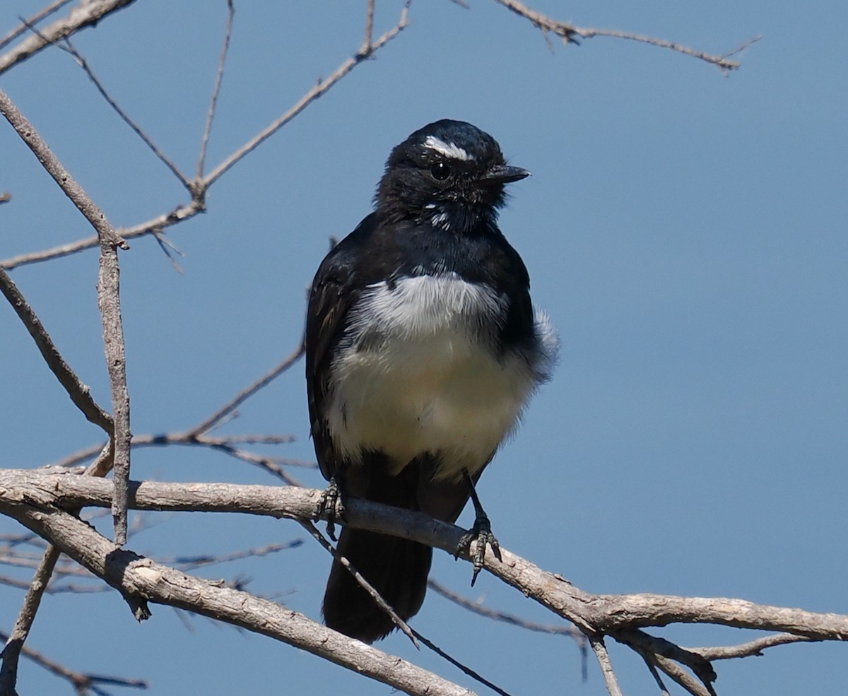 Gartenfächerschwanz - ML649202788