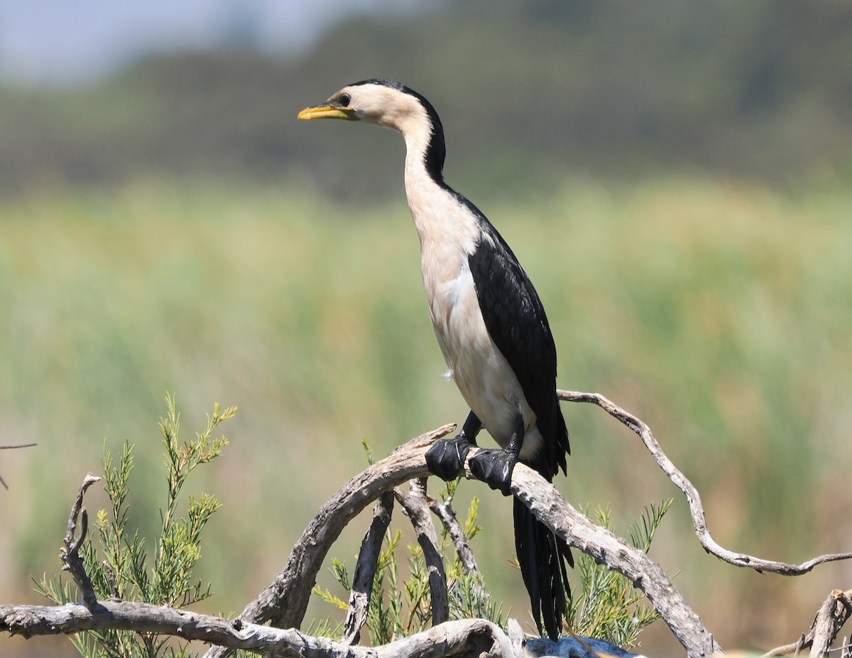 Kräuselscharbe - ML649202863