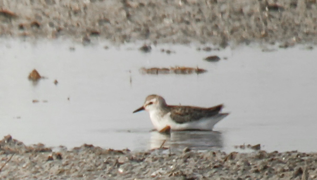 Semipalmated Sandpiper - ML649202998
