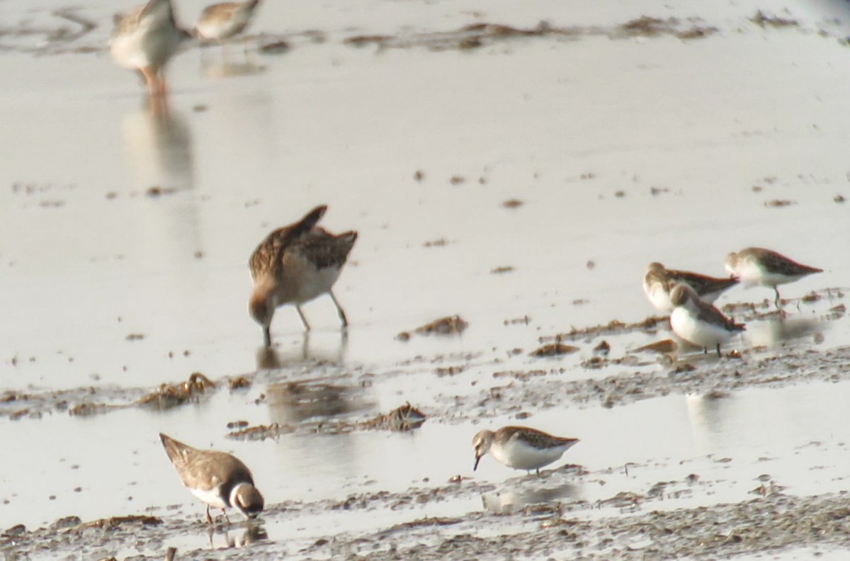 Semipalmated Sandpiper - ML649202999