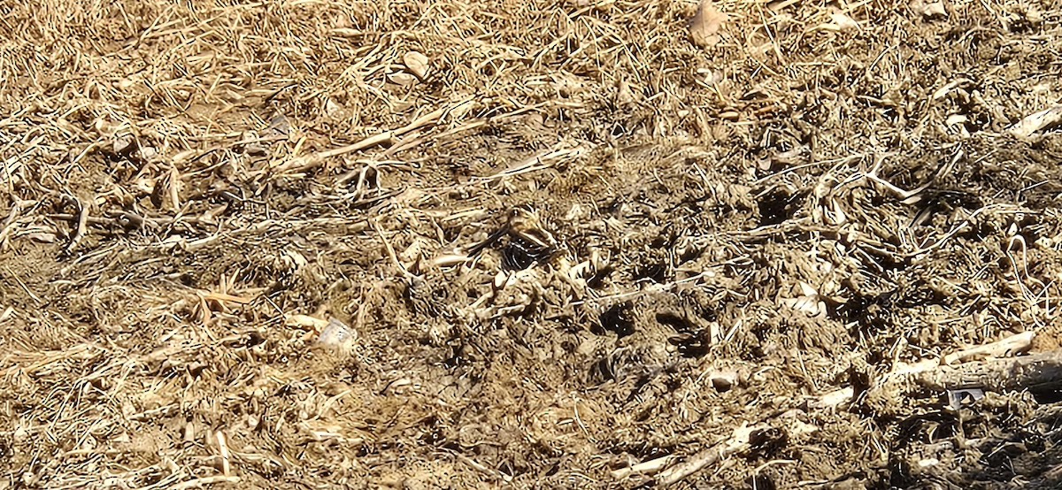 Bécassine de Wilson - ML649203112