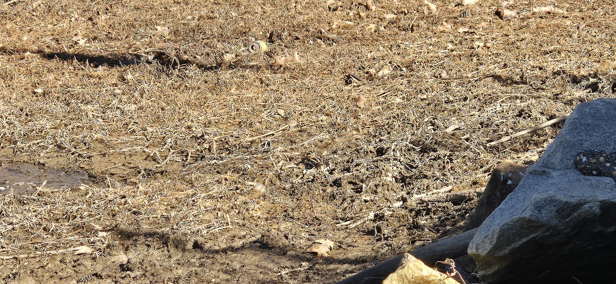 Bécassine de Wilson - ML649203113