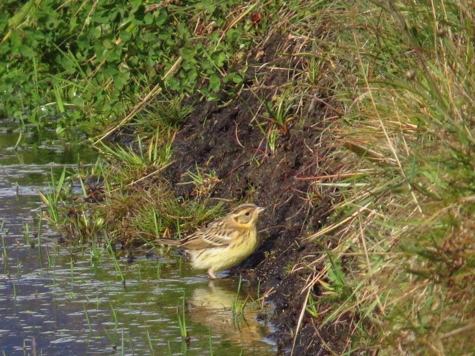 Yellow-breasted Bunting - ML649203306