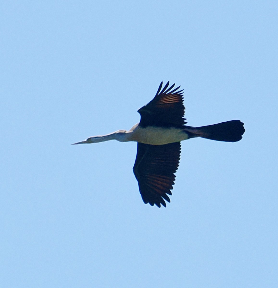 Austral-Schlangenhalsvogel - ML649203433