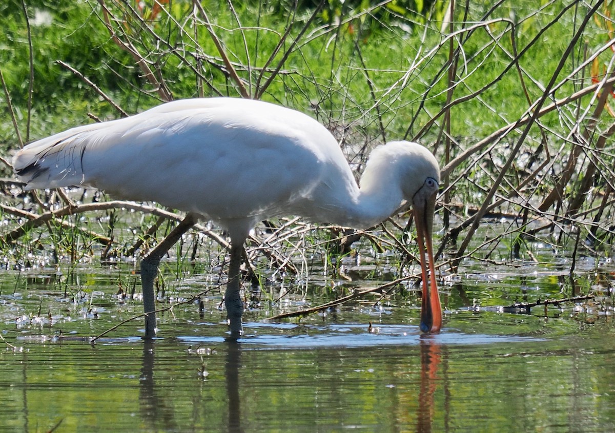 Gelbschnabellöffler - ML649203442