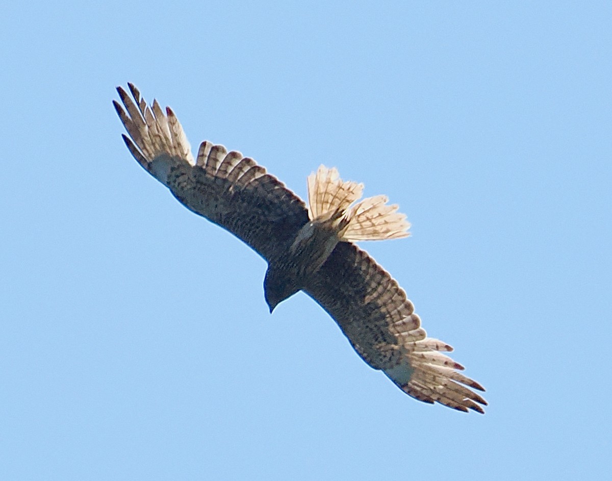 Sumpfweihe - ML649203456