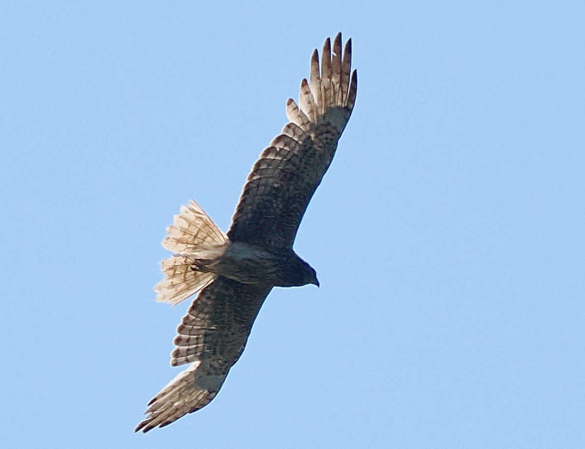 Sumpfweihe - ML649203459