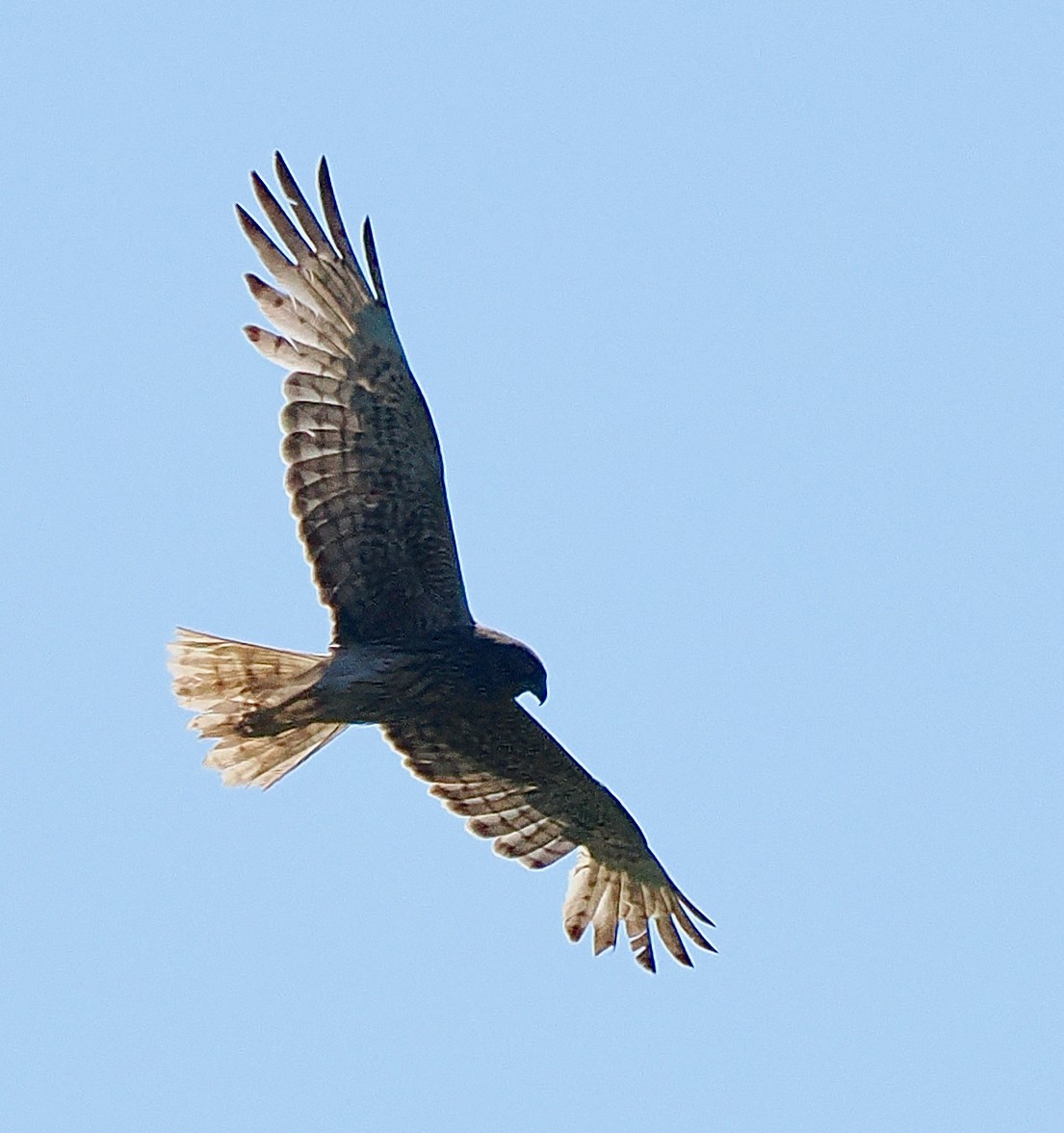 Sumpfweihe - ML649203461