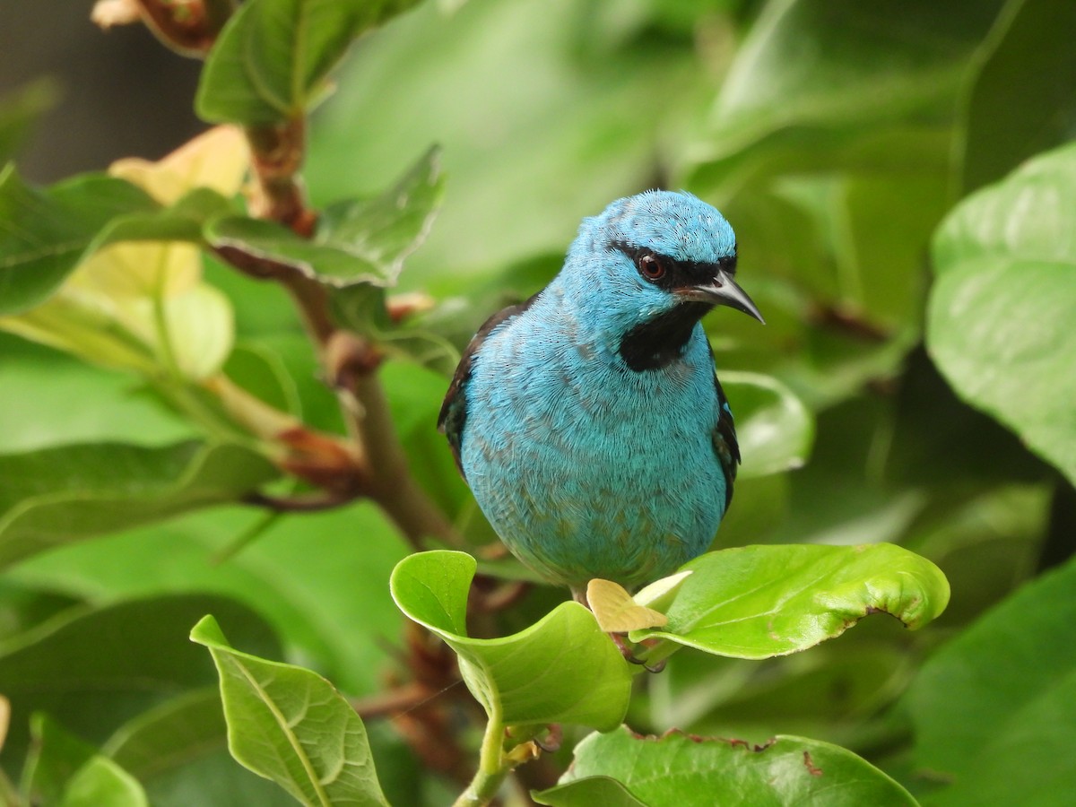 Blue Dacnis - ML649203564