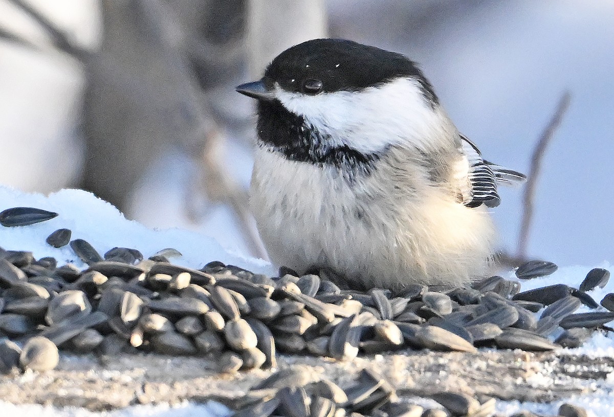 Mésange à tête noire - ML649203772