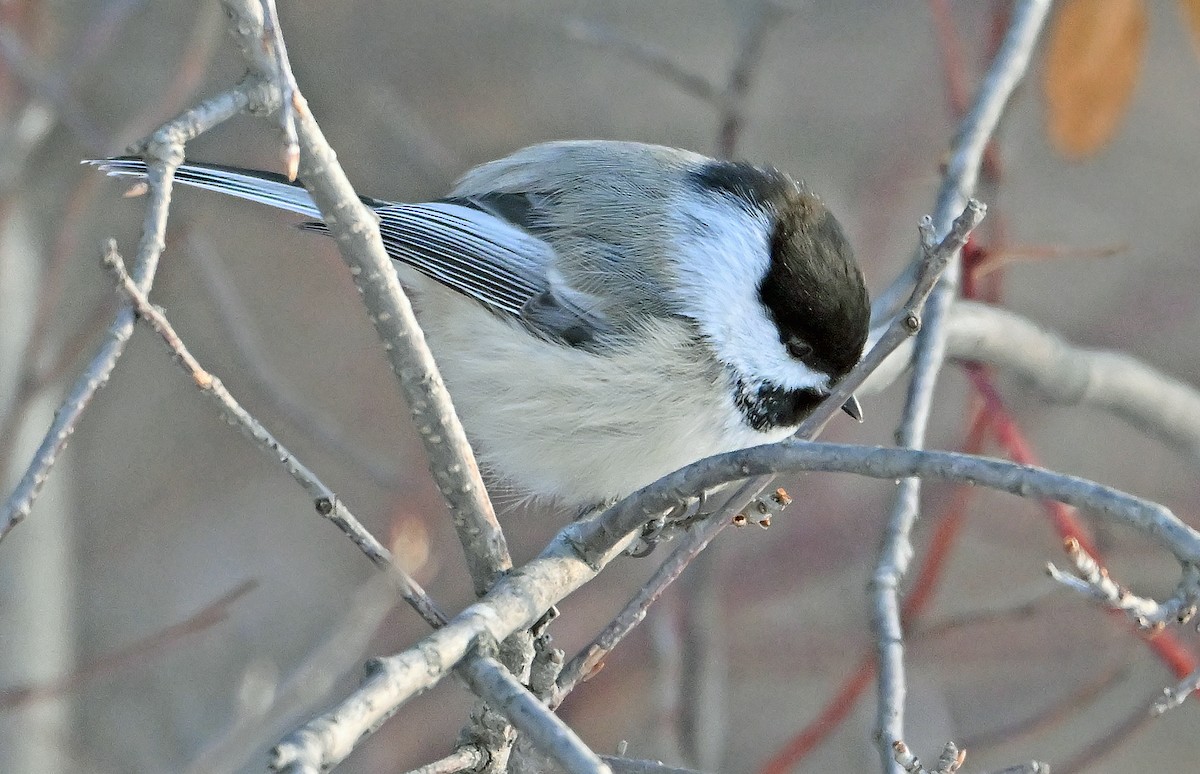 Mésange à tête noire - ML649203776