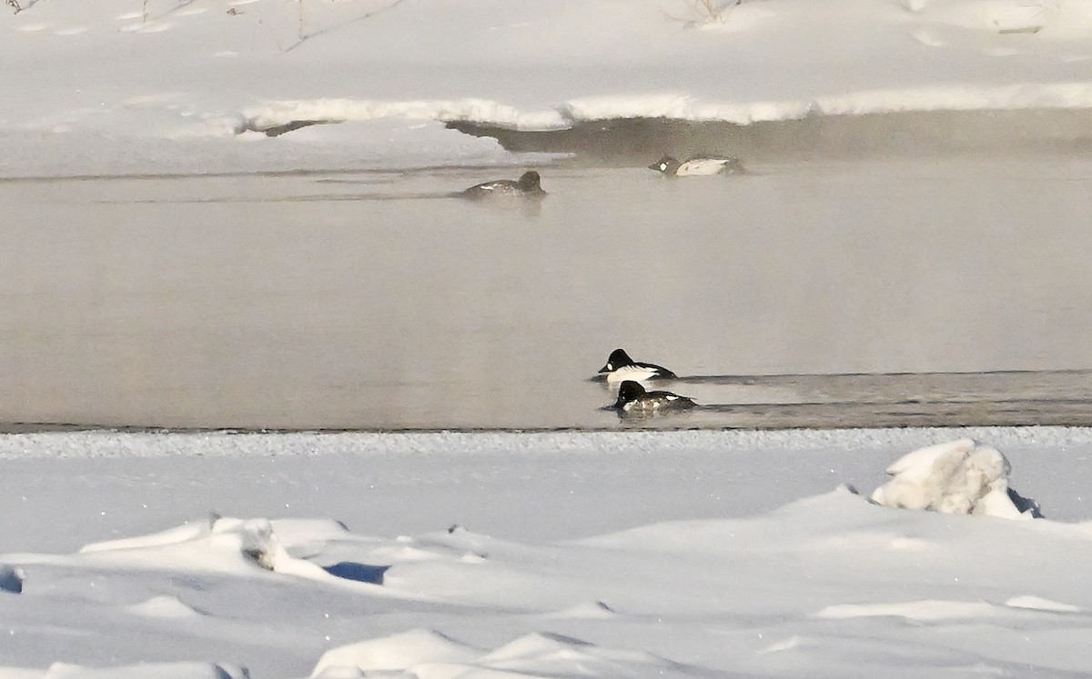 Garrot à oeil d'or - ML649203786