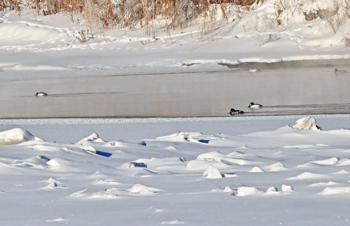 Garrot à oeil d'or - ML649203787