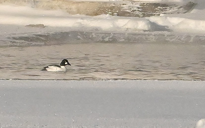 Garrot à oeil d'or - ML649203790