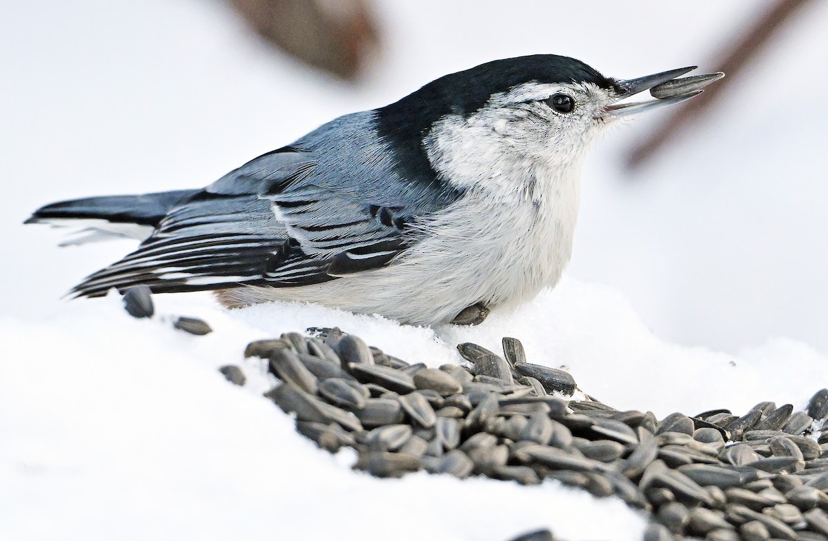 Sittelle à poitrine blanche - ML649203797