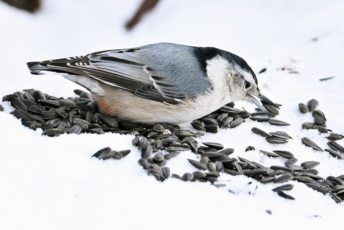 Sittelle à poitrine blanche - ML649203799