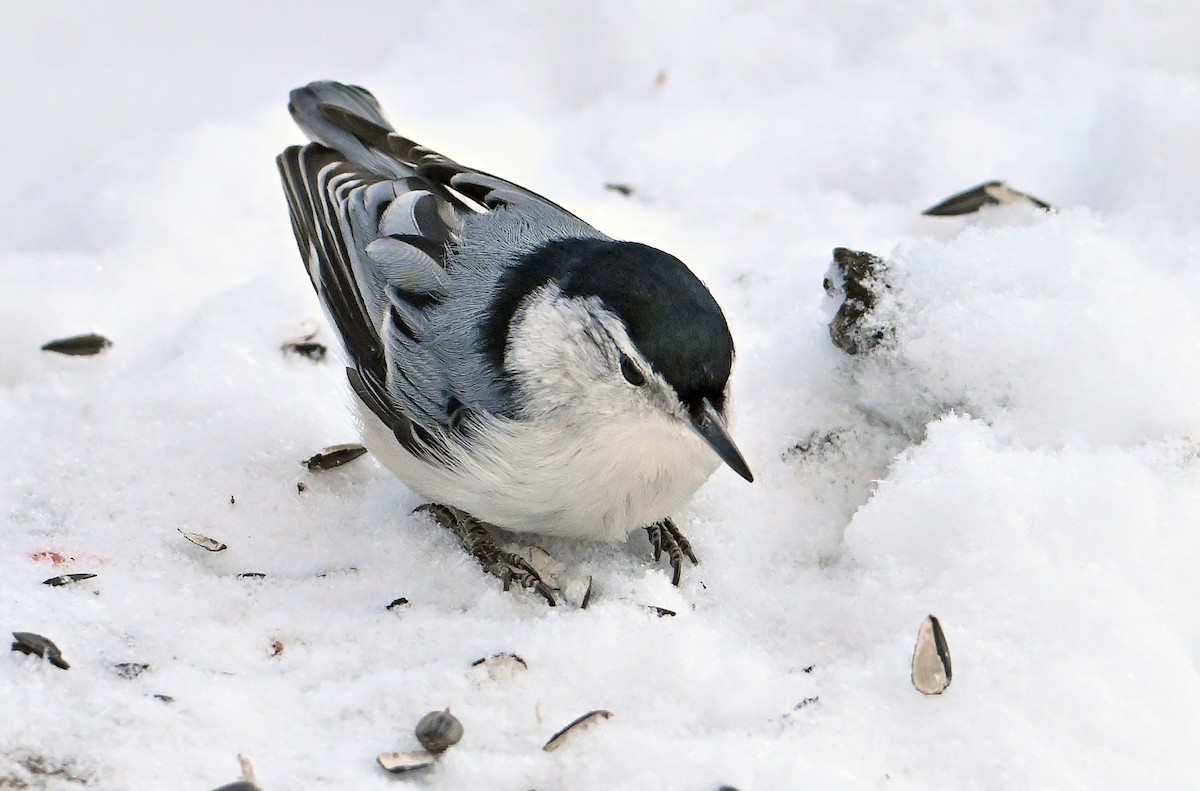 Sittelle à poitrine blanche - ML649203800