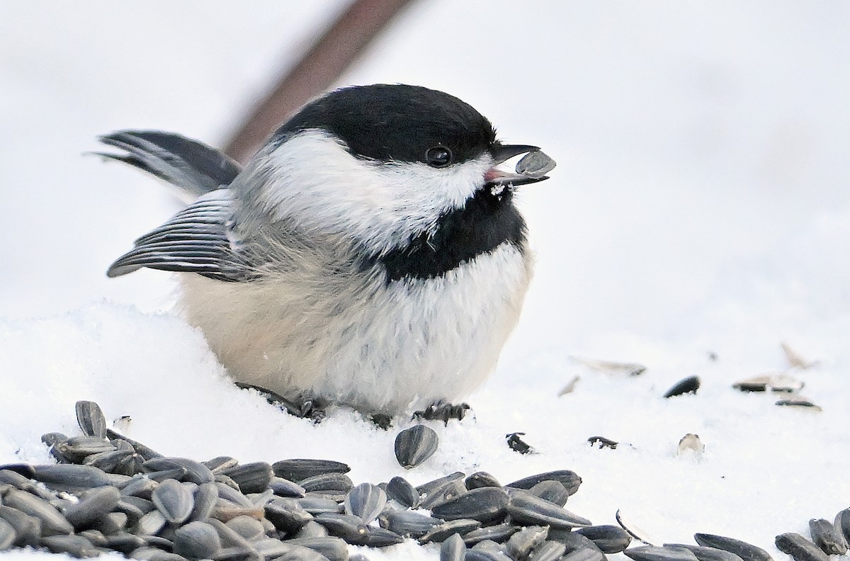 Mésange à tête noire - ML649203804