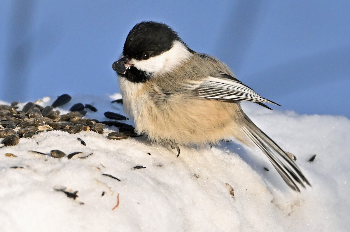 Mésange à tête noire - ML649203806