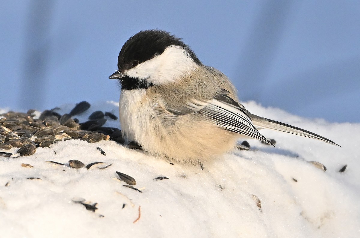 Mésange à tête noire - ML649203811