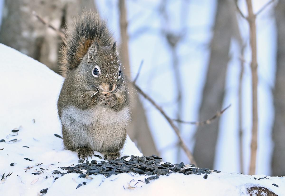 Mackenzie Red Squirrel - ML649203815
