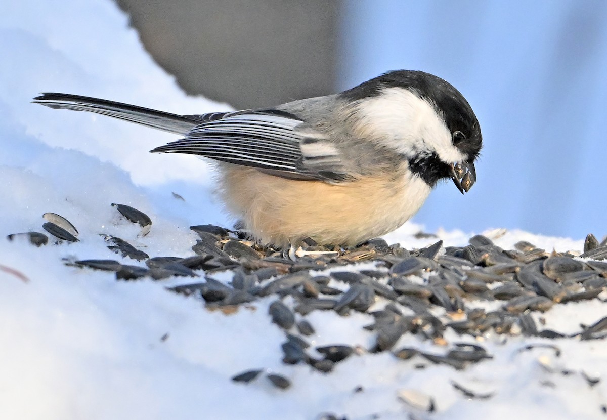 Mésange à tête noire - ML649203836