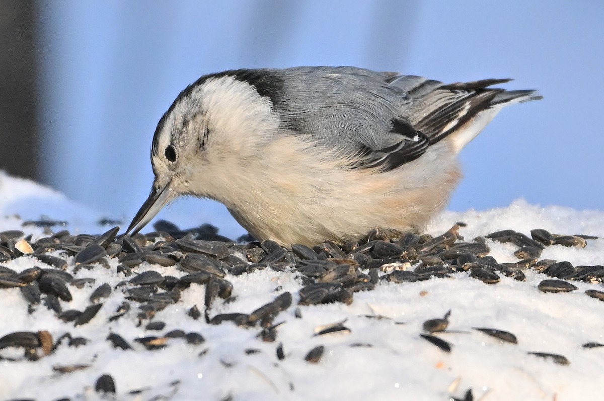 Sittelle à poitrine blanche - ML649203838