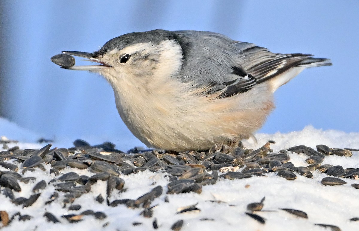 Sittelle à poitrine blanche - ML649203843
