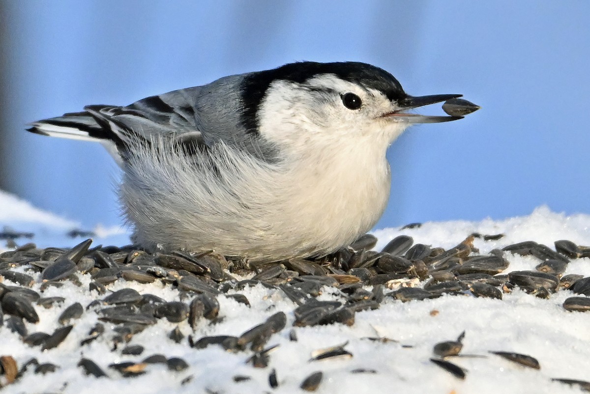 Sittelle à poitrine blanche - ML649203845