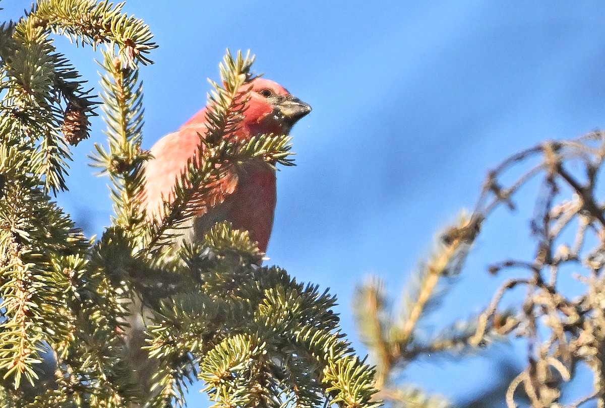 Durbec des sapins - ML649203850