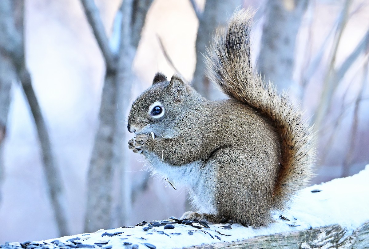 Mackenzie Red Squirrel - ML649203854