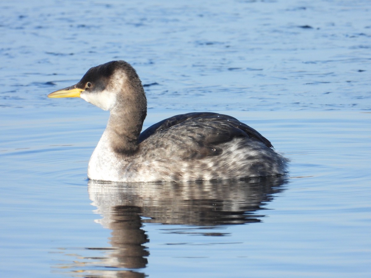 Red-necked Grebe - ML649203927