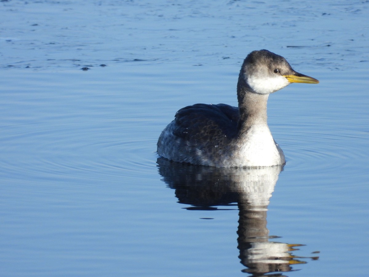 Red-necked Grebe - ML649203928