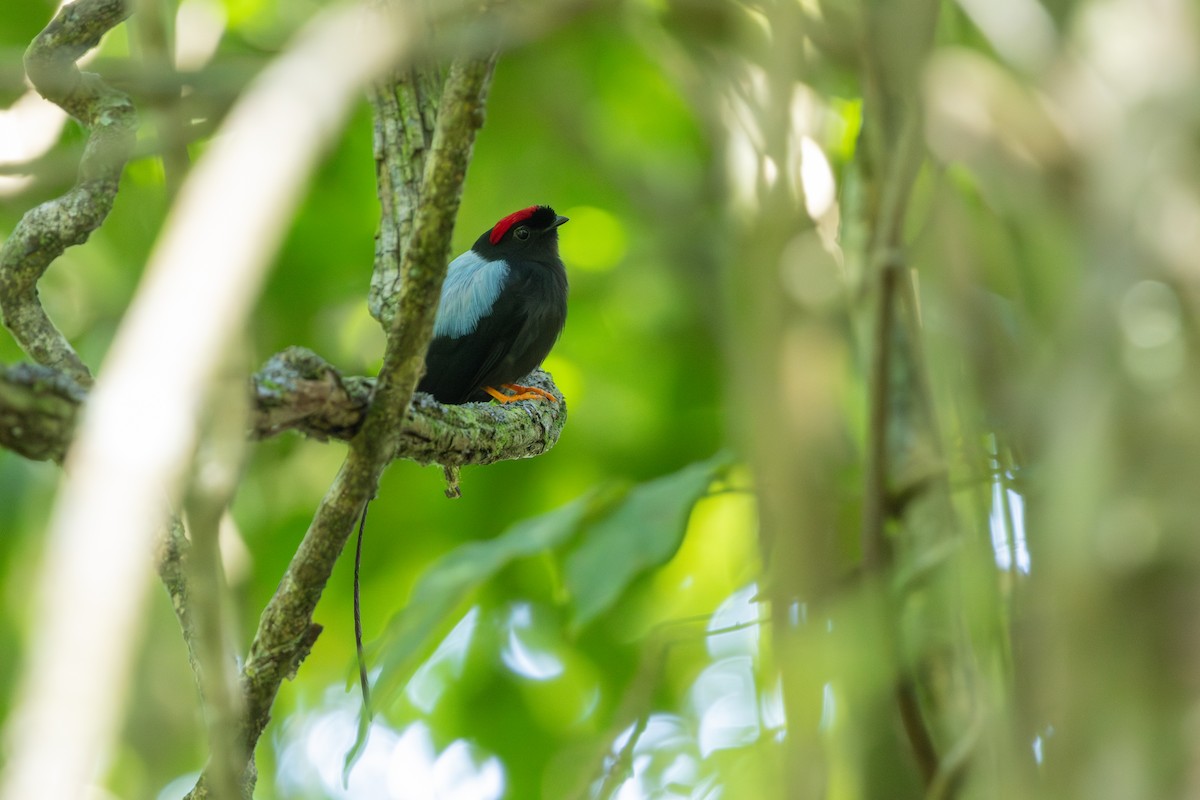 Long-tailed Manakin - ML649204199