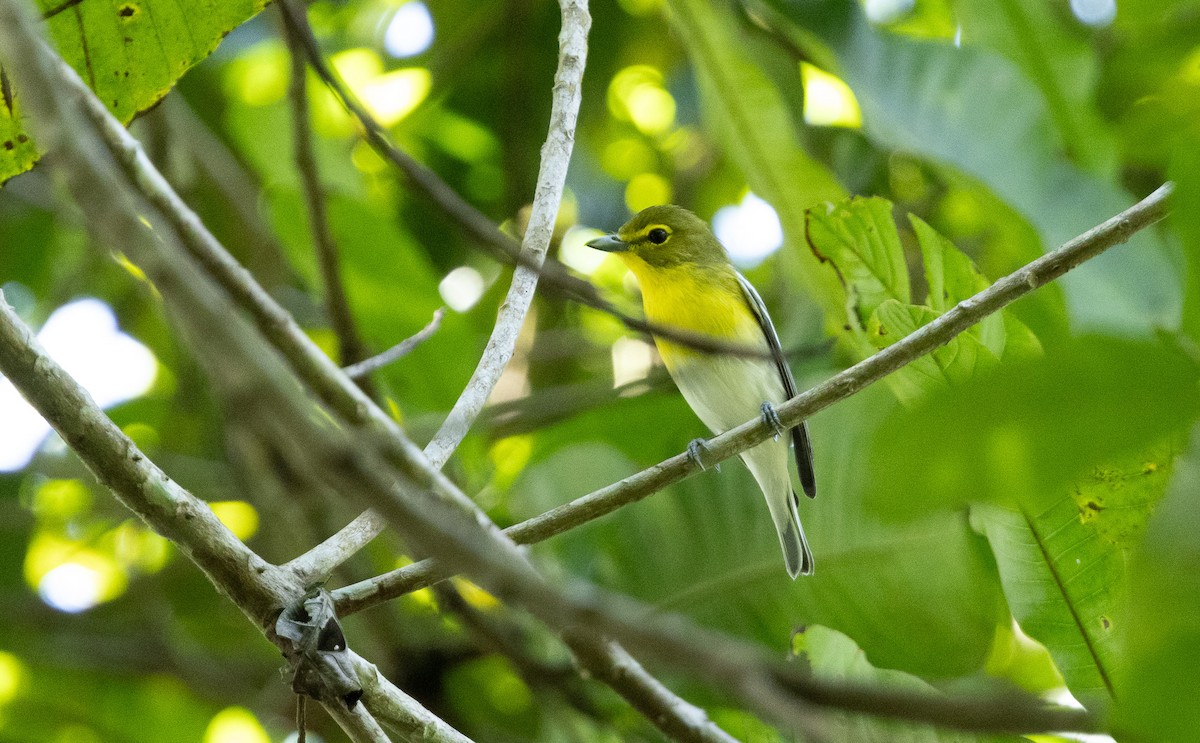 ויראו צהוב-גרון - ML649204504