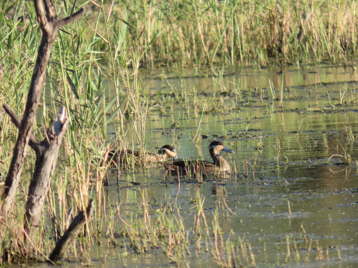 Sarcelle à bec bleu - ML649204606