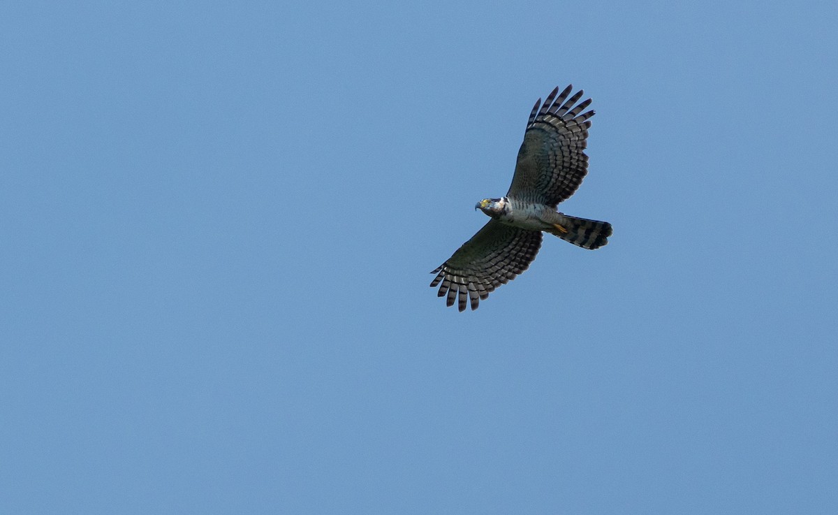 Hook-billed Kite - ML649204811