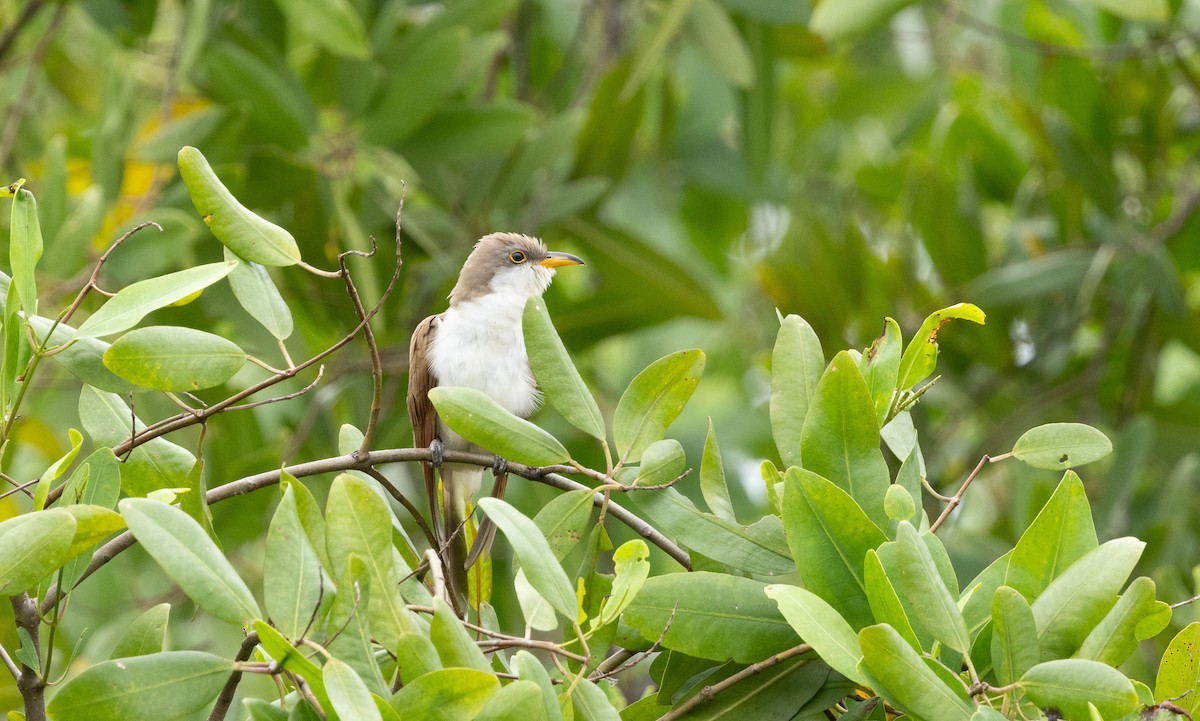 Yellow-billed Cuckoo - ML649204830