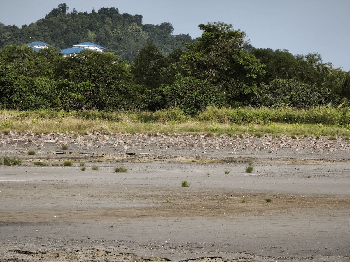 Кульон східний - ML649204928