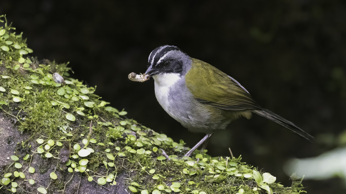 Тихоголос великий - ML649204929