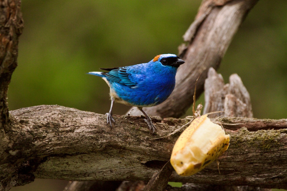 Танагра блакитна - ML649204930