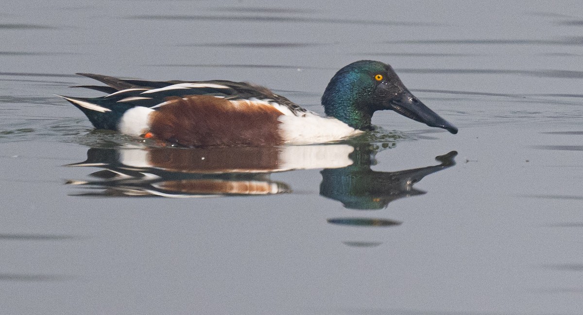 Широконіска північна - ML649204931