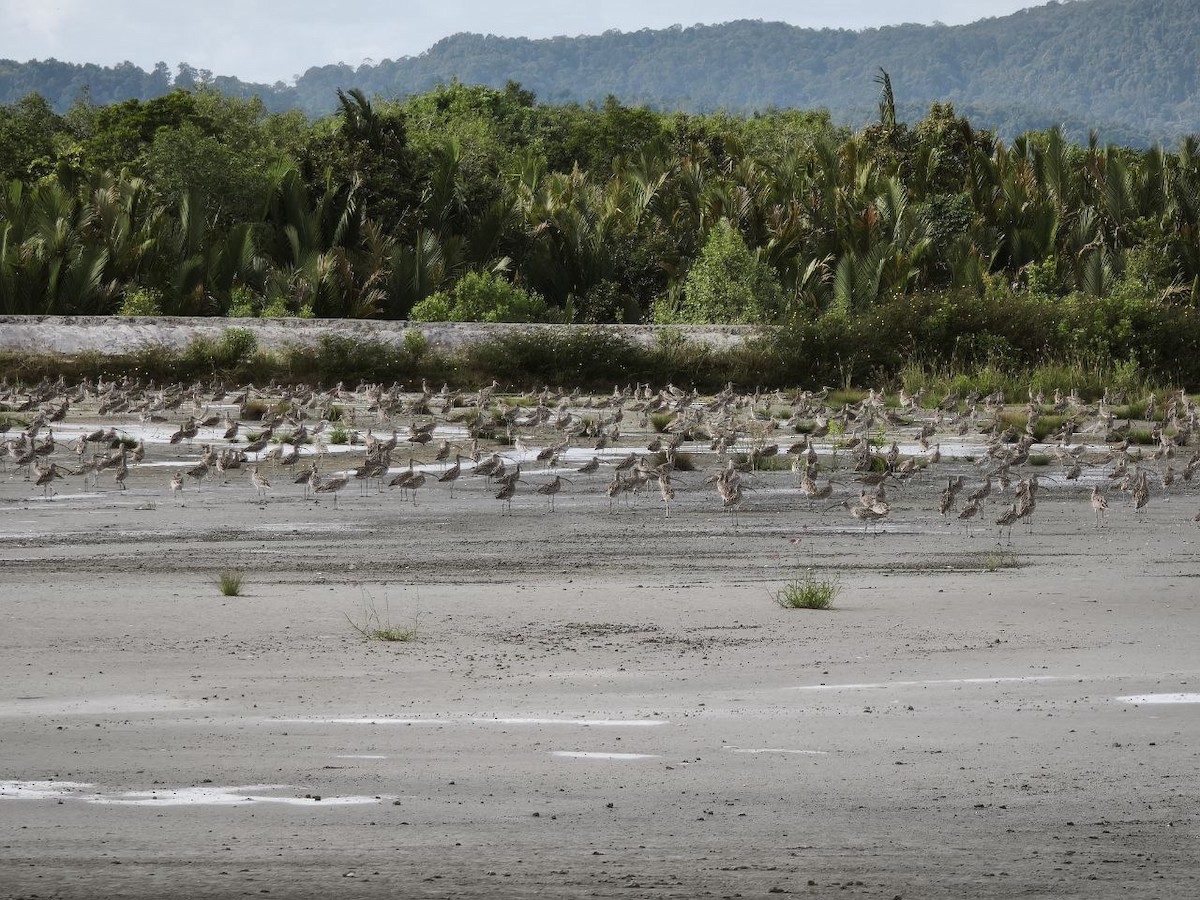 Кульон східний - ML649204933