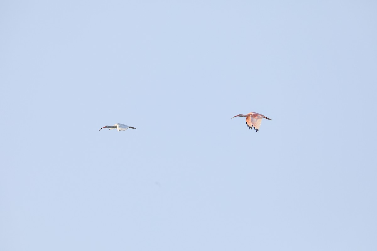 Ібіс червоний - ML649204934