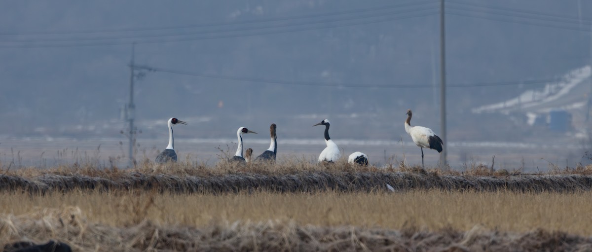 Журавель даурський - ML649204936