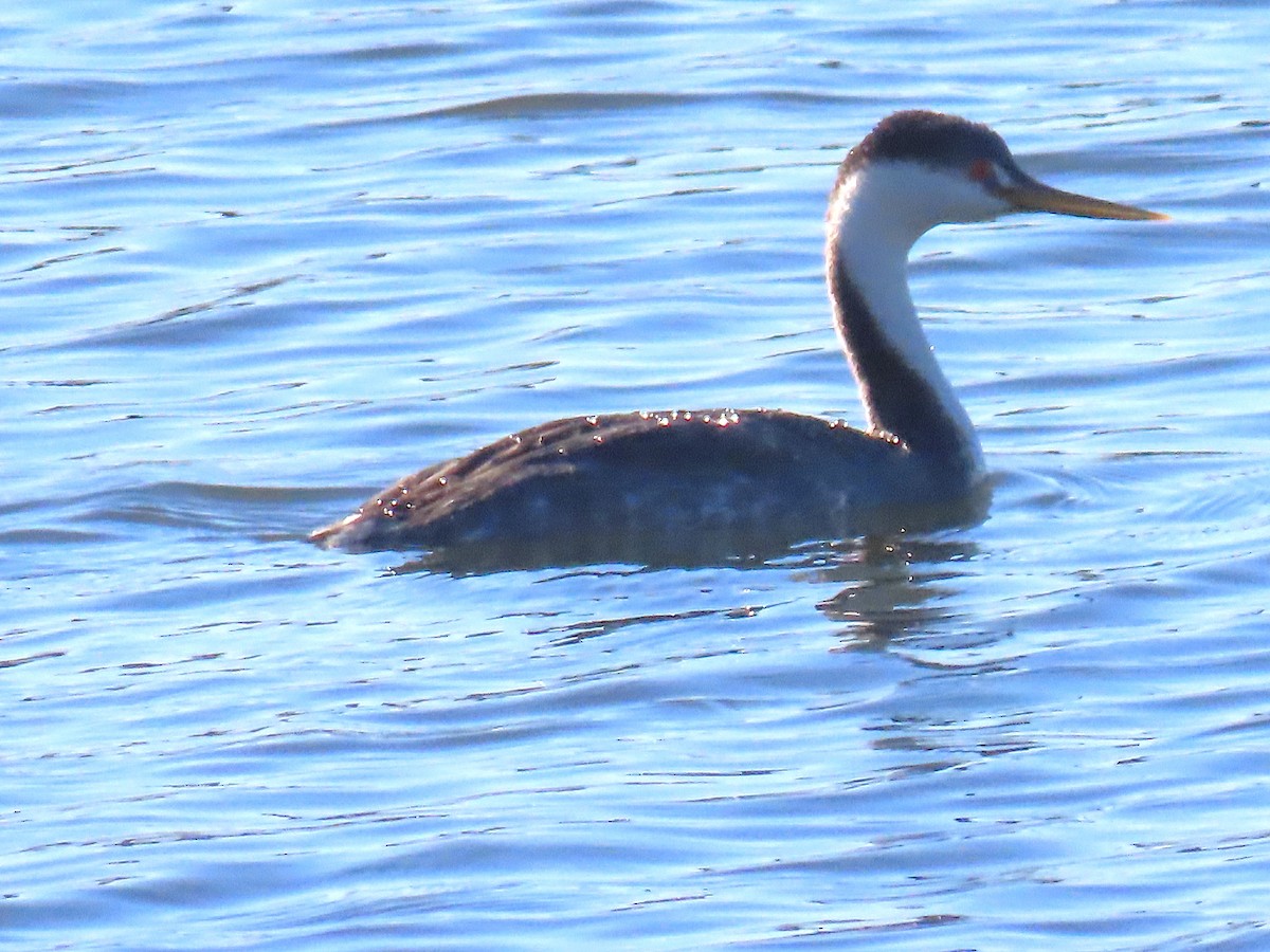 Пірникоза Кларка - ML649204937