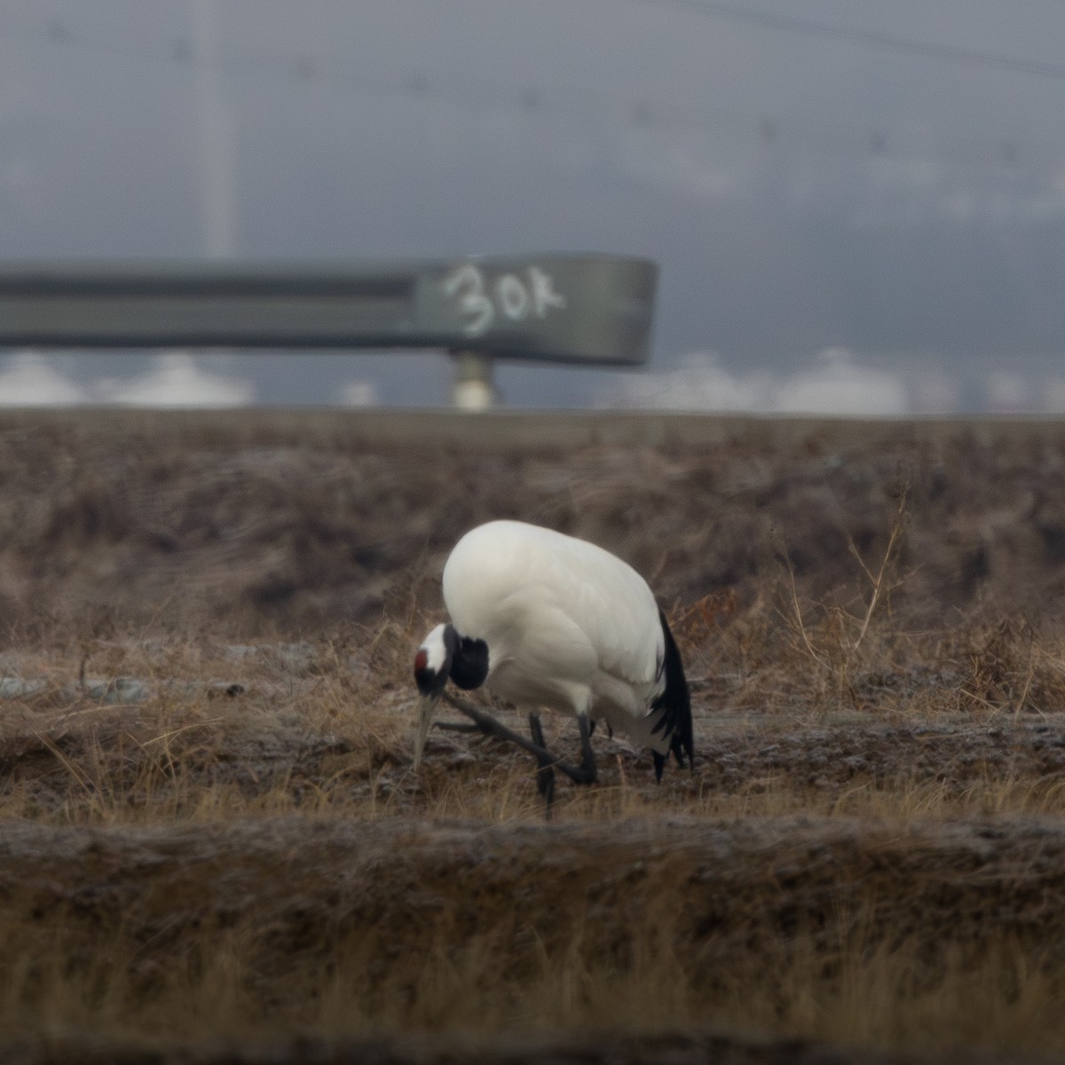 Журавель японський - ML649204938