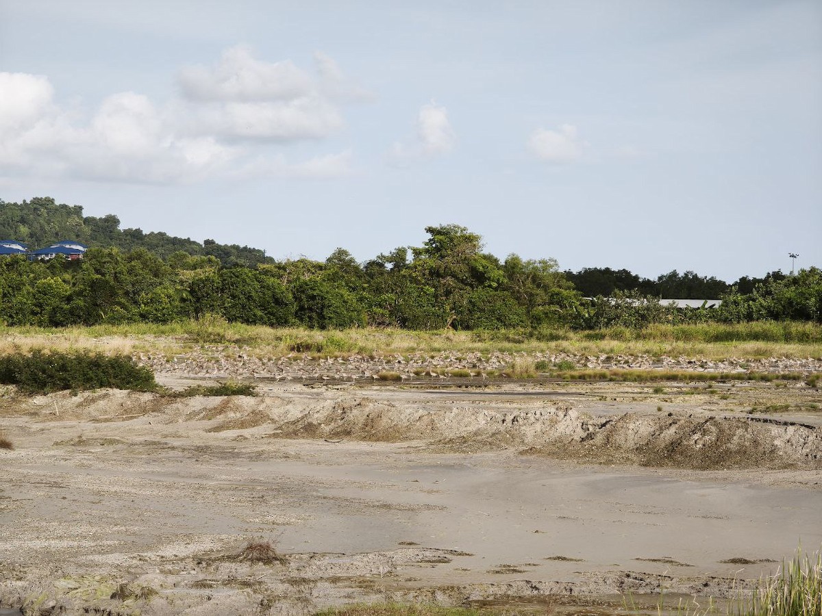 Кульон східний - ML649204942