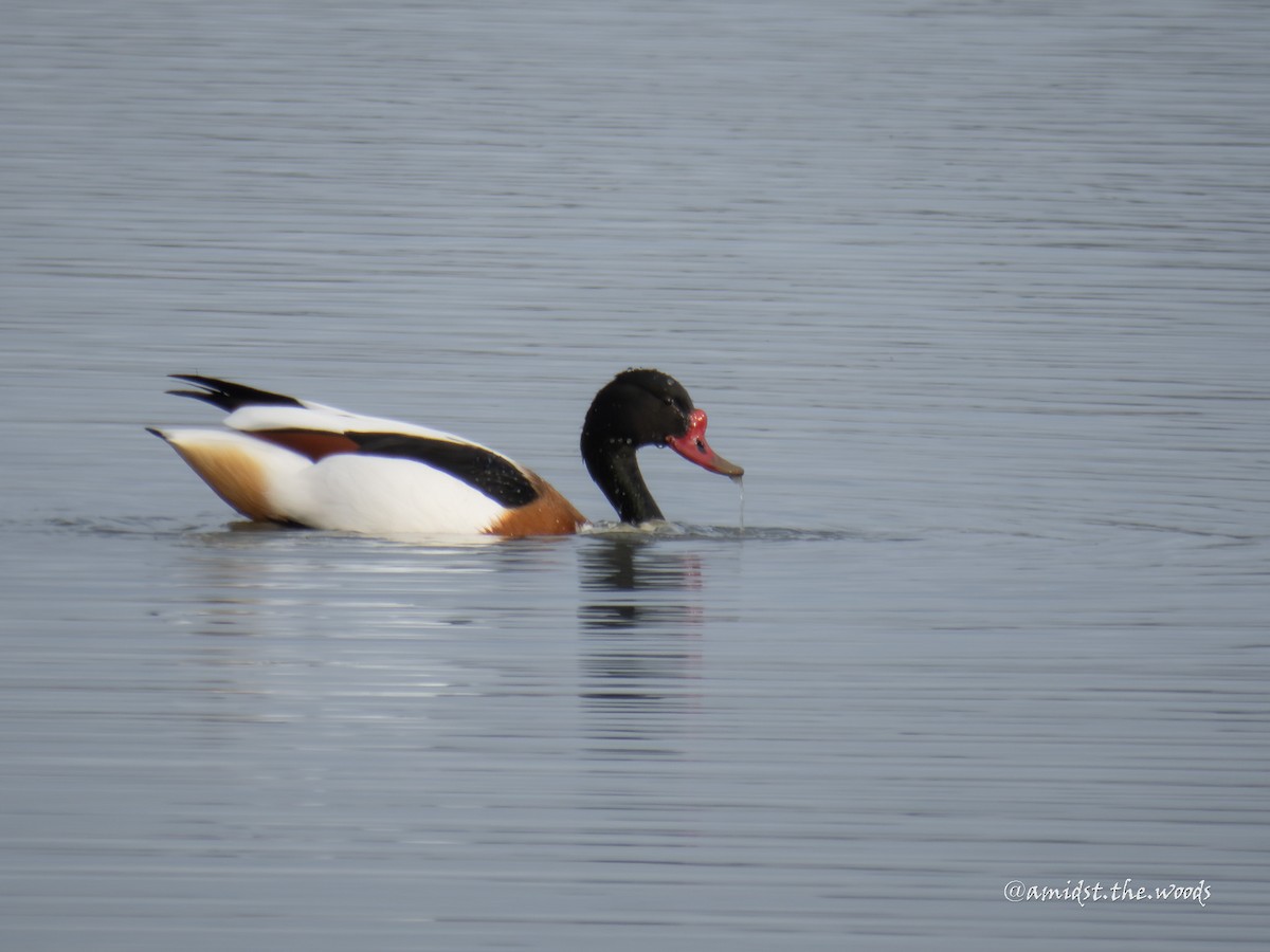 Галагаз євразійський - ML649204943