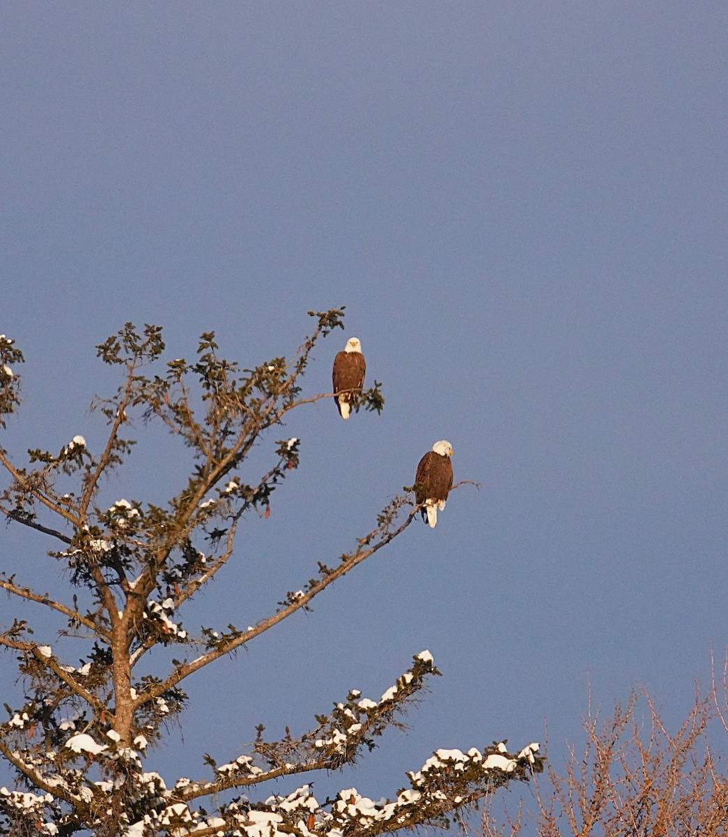 Орлан білоголовий - ML649204944